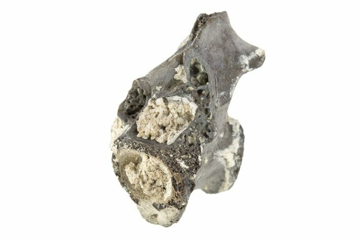 Permian Reptile Fossil Vertebra - Oklahoma #261341